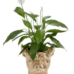 Cachepot Décoratif Bulldog Dore