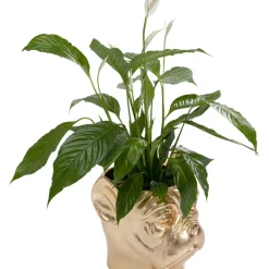 Cachepot Décoratif Bulldog Dore