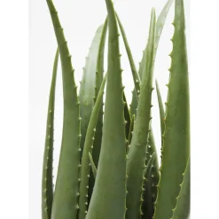Plante Décorative Aloe 69Cm