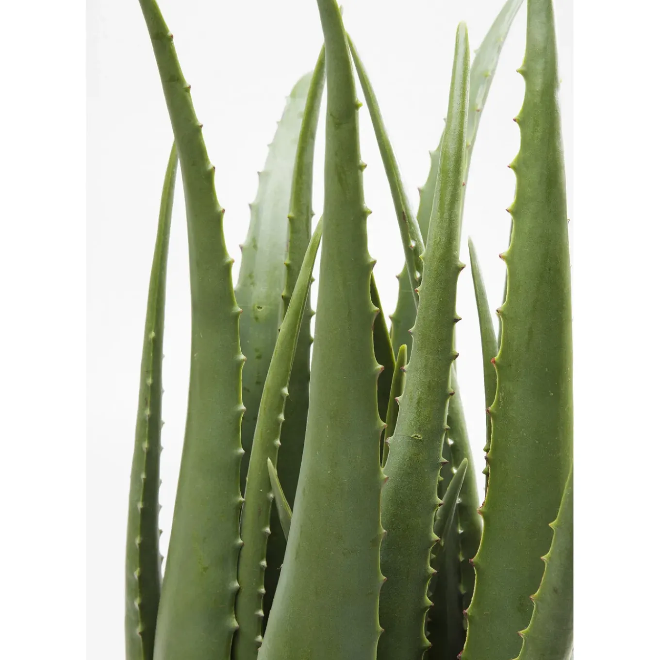 Plante Décorative Aloe 69Cm