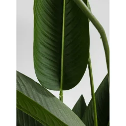 Plante Décorative Paradise Flowers 190Cm