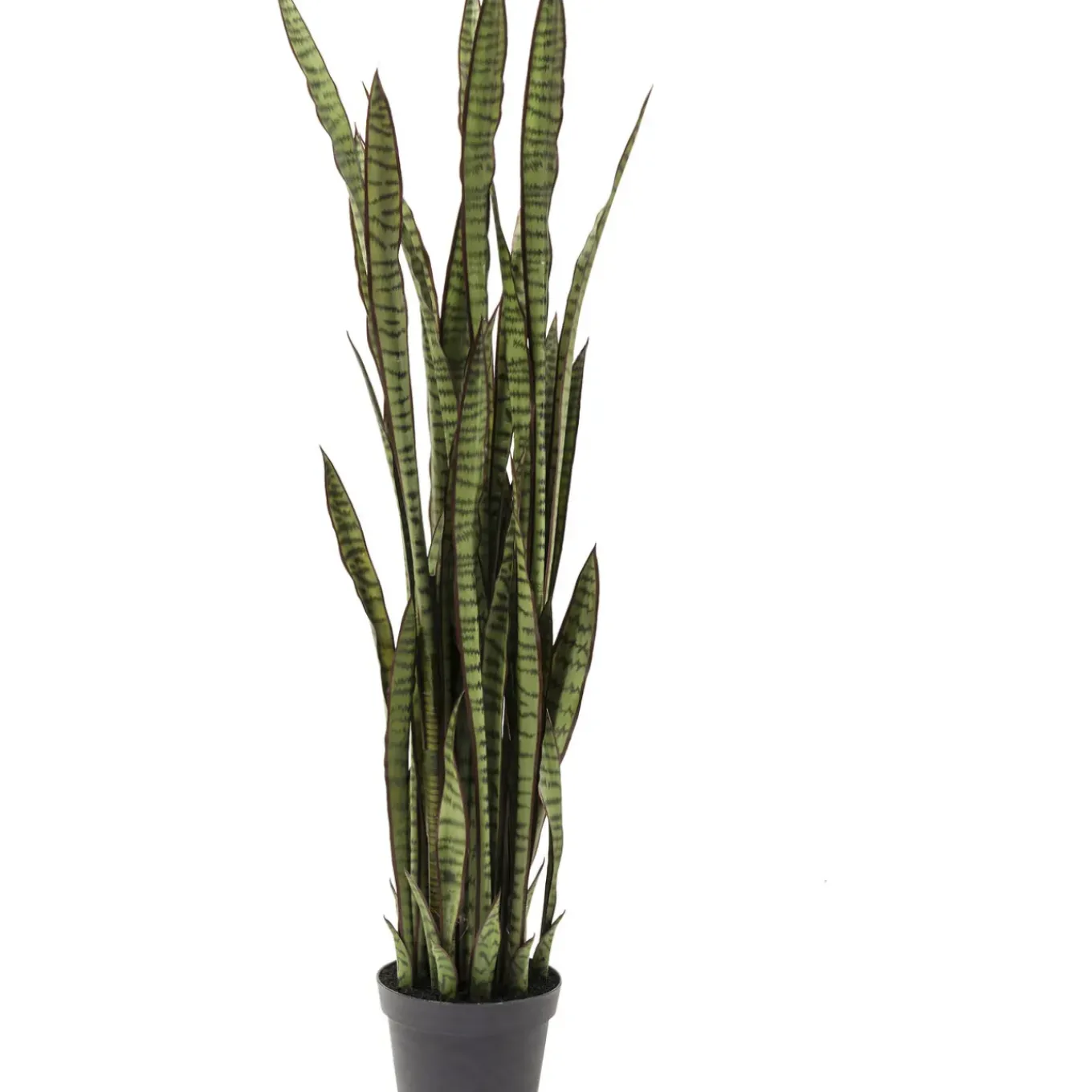 Plante Décorative Sansewieria 155Cm