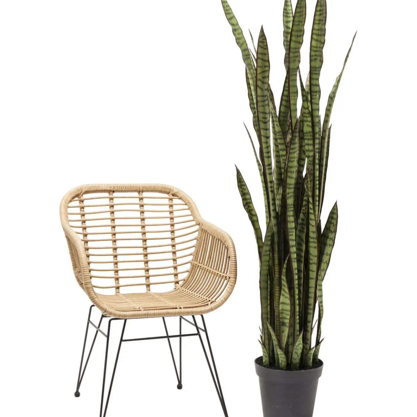 Plante Décorative Sansewieria 155Cm