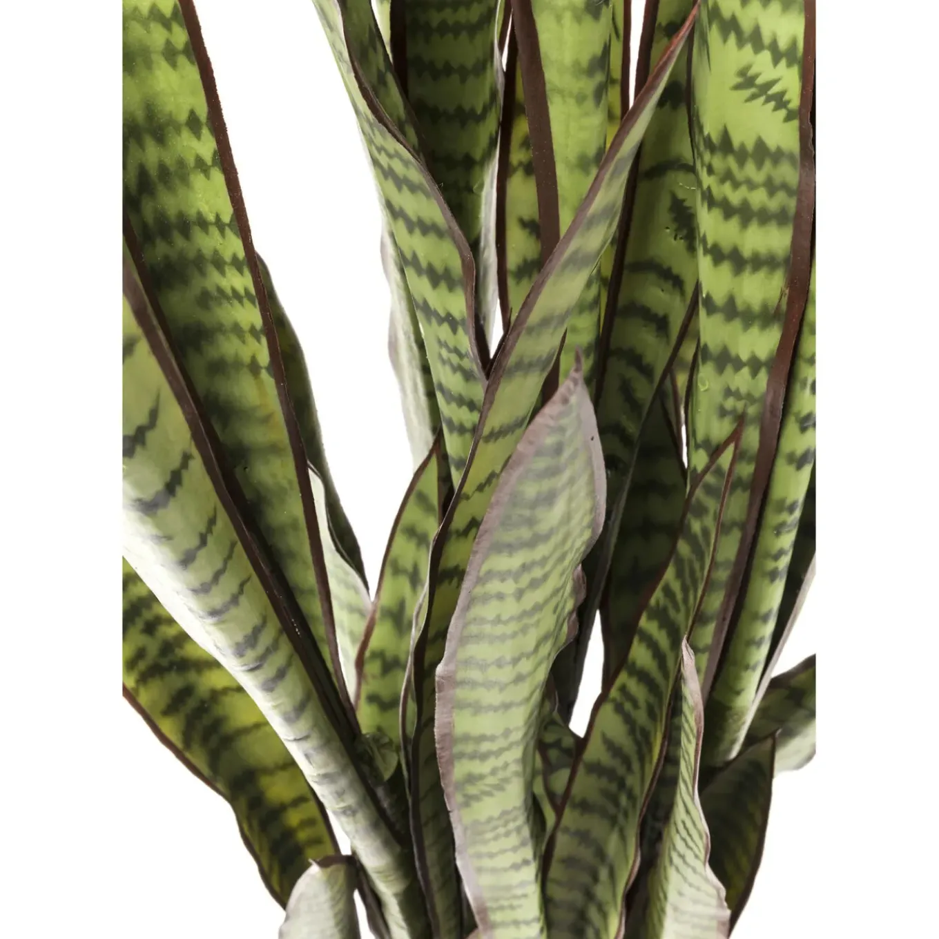 Plante Décorative Sansewieria 155Cm