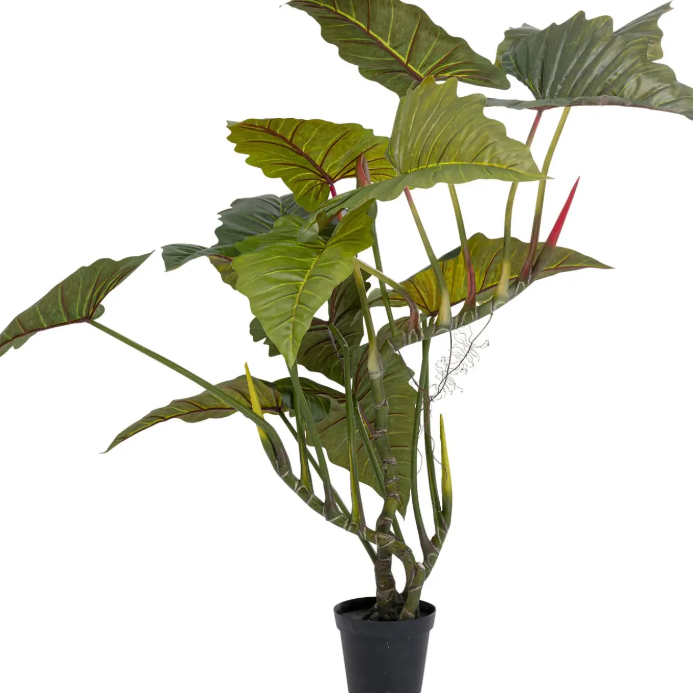 Plante Décorative Taro 180