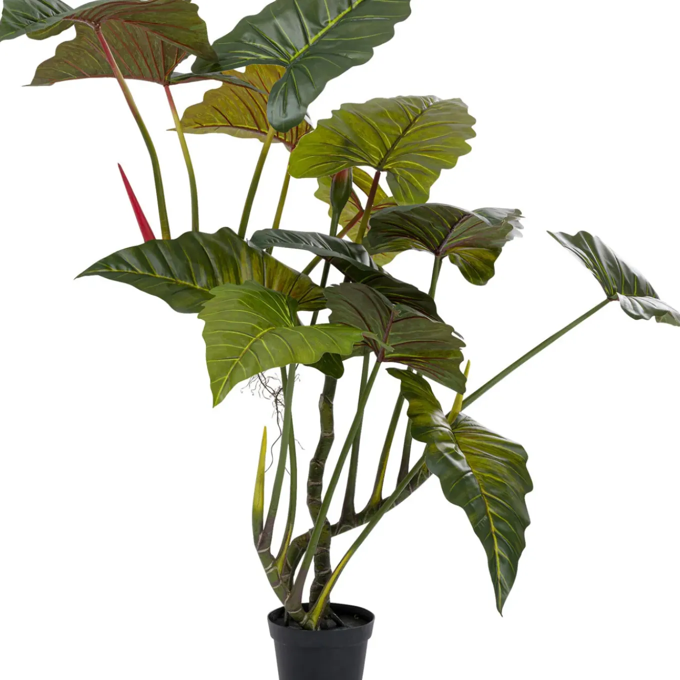 Plante Décorative Taro 180