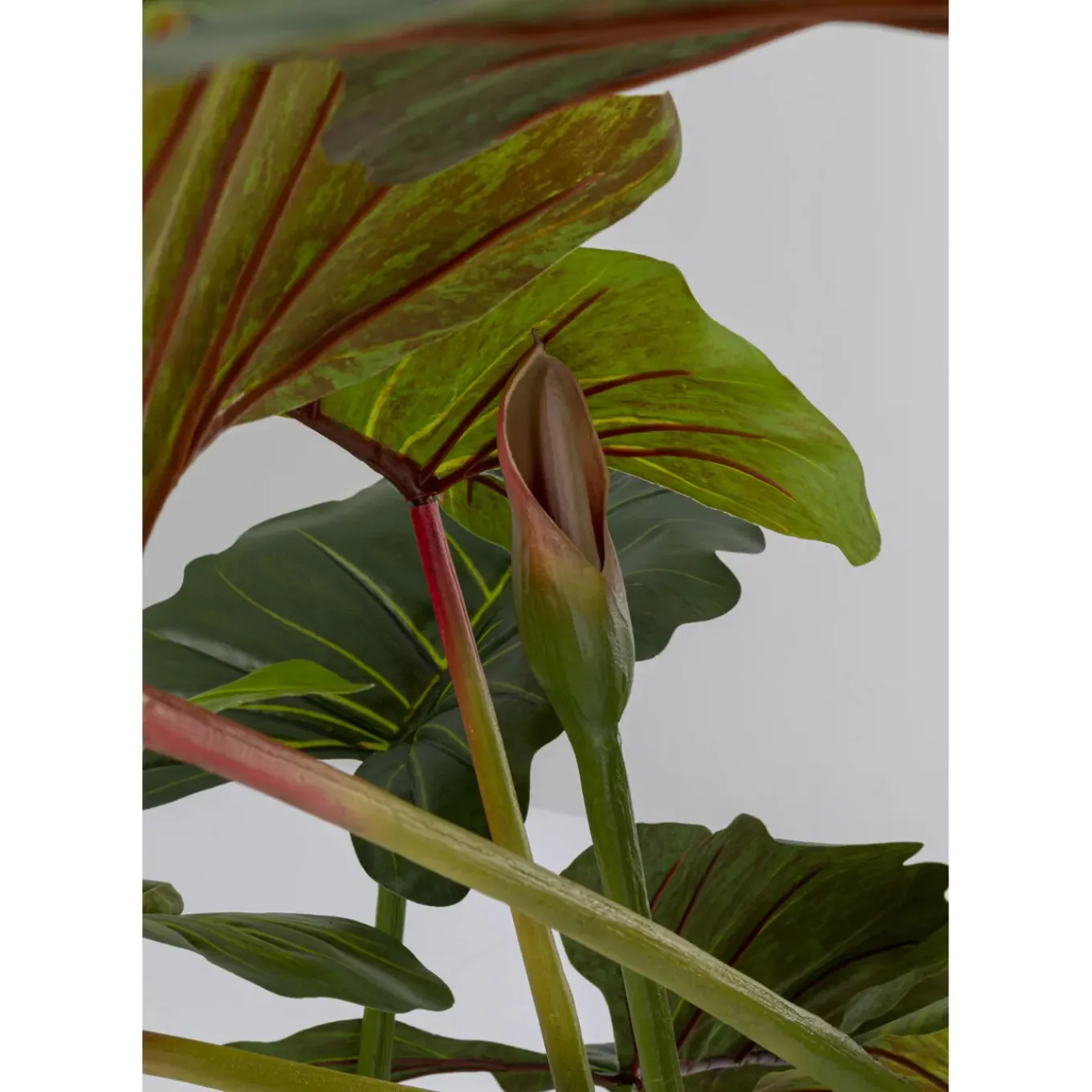 Plante Décorative Taro 180
