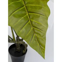 Plante Décorative Taro 180