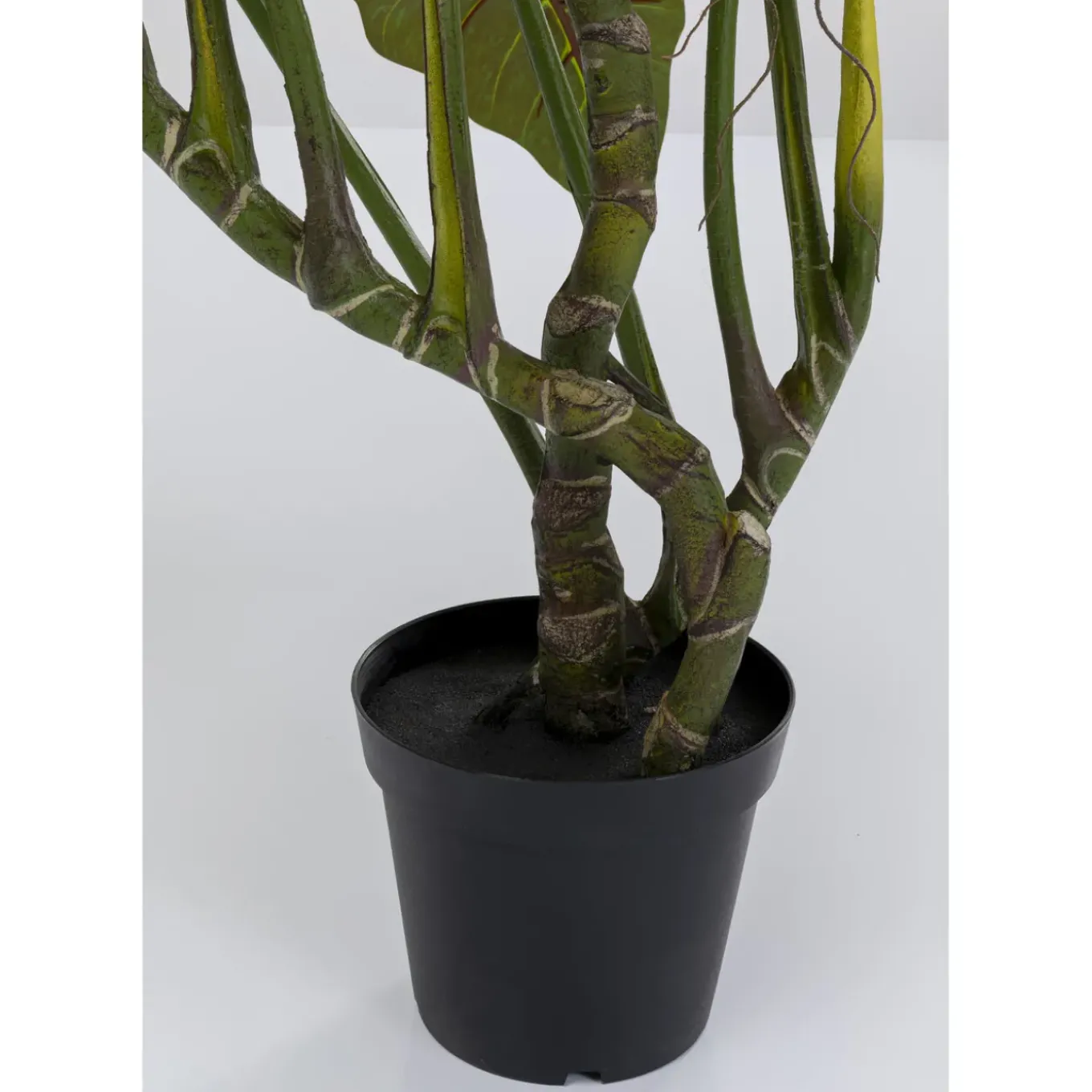 Plante Décorative Taro 180