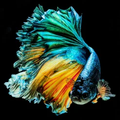 Tableau En Verre Aqua Queen Fish 100X100Cm