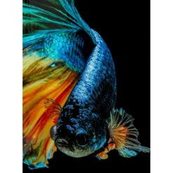 Tableau En Verre Aqua Queen Fish 100X100Cm