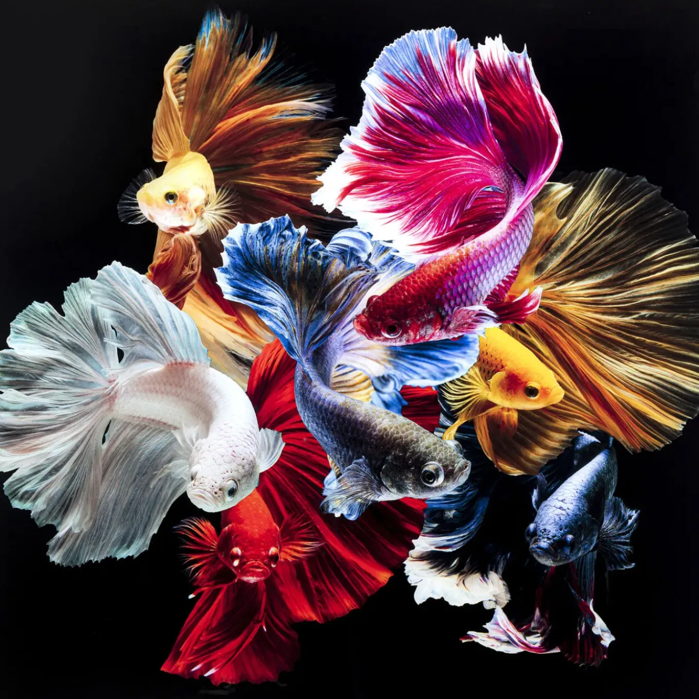 Tableau En Verre Colorful Swarm Fish 120X120Cm