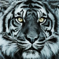 Tableau En Verre Face Tiger 80X80Cm