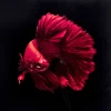 Tableau En Verre Fire Fish 100X100Cm