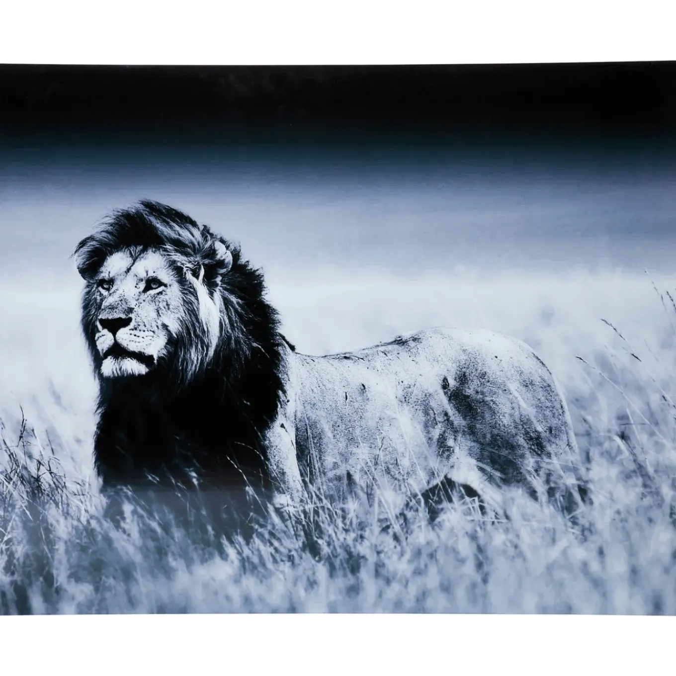 Tableau En Verre Lion King Standing 160X120Cm