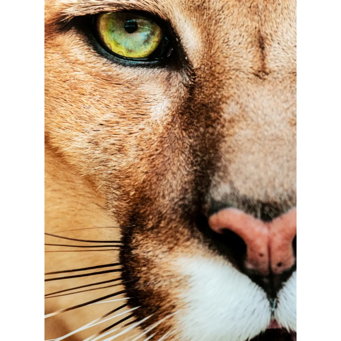 Tableau En Verre Lioness 150X100Cm