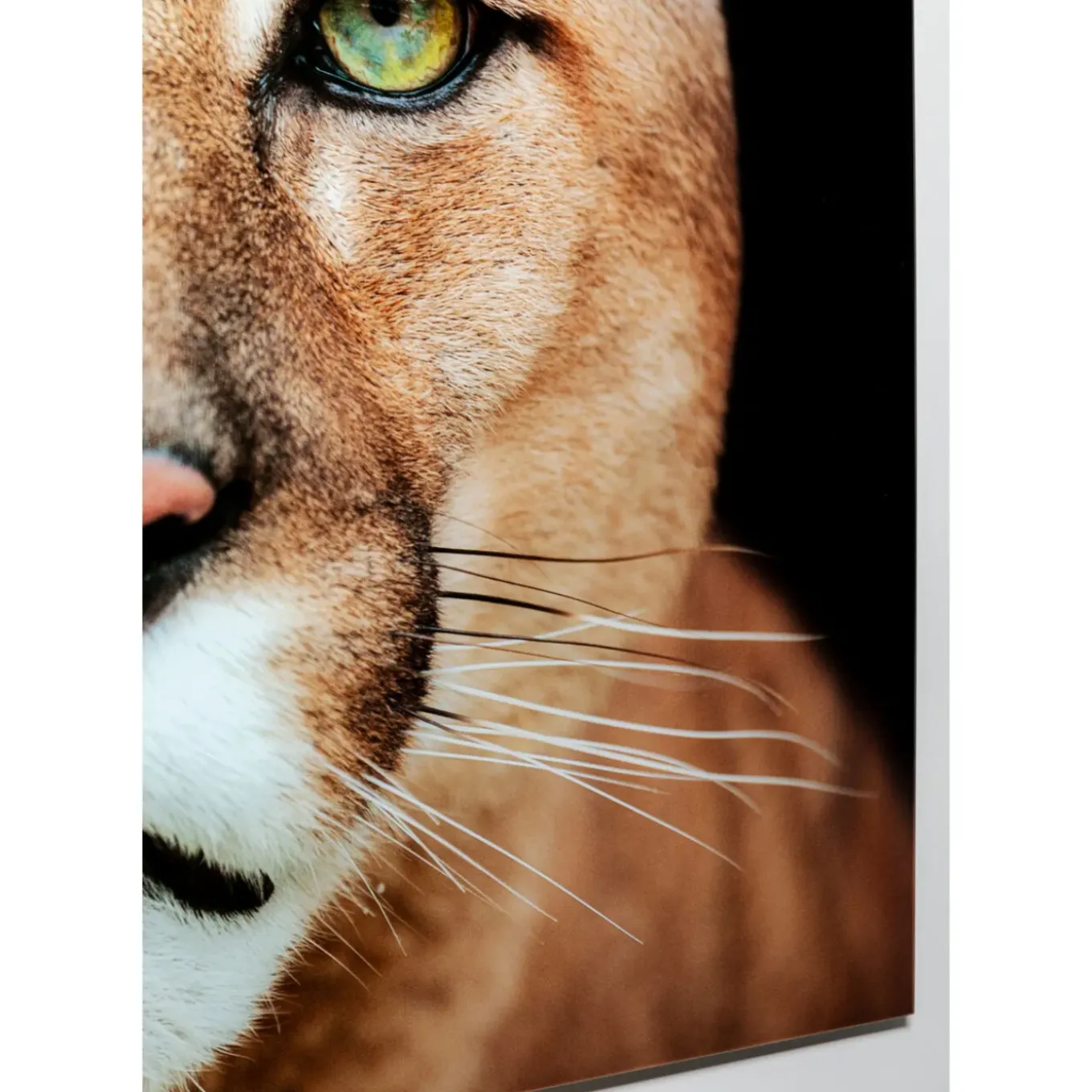 Tableau En Verre Lioness 150X100Cm
