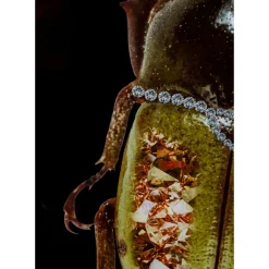 Tableau En Verre Shiney Dung Beetle 80X120Cm
