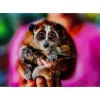 Tableau En Verre Slow Loris 80X120