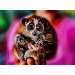Tableau En Verre Slow Loris 80X120
