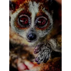 Tableau En Verre Slow Loris 80X120