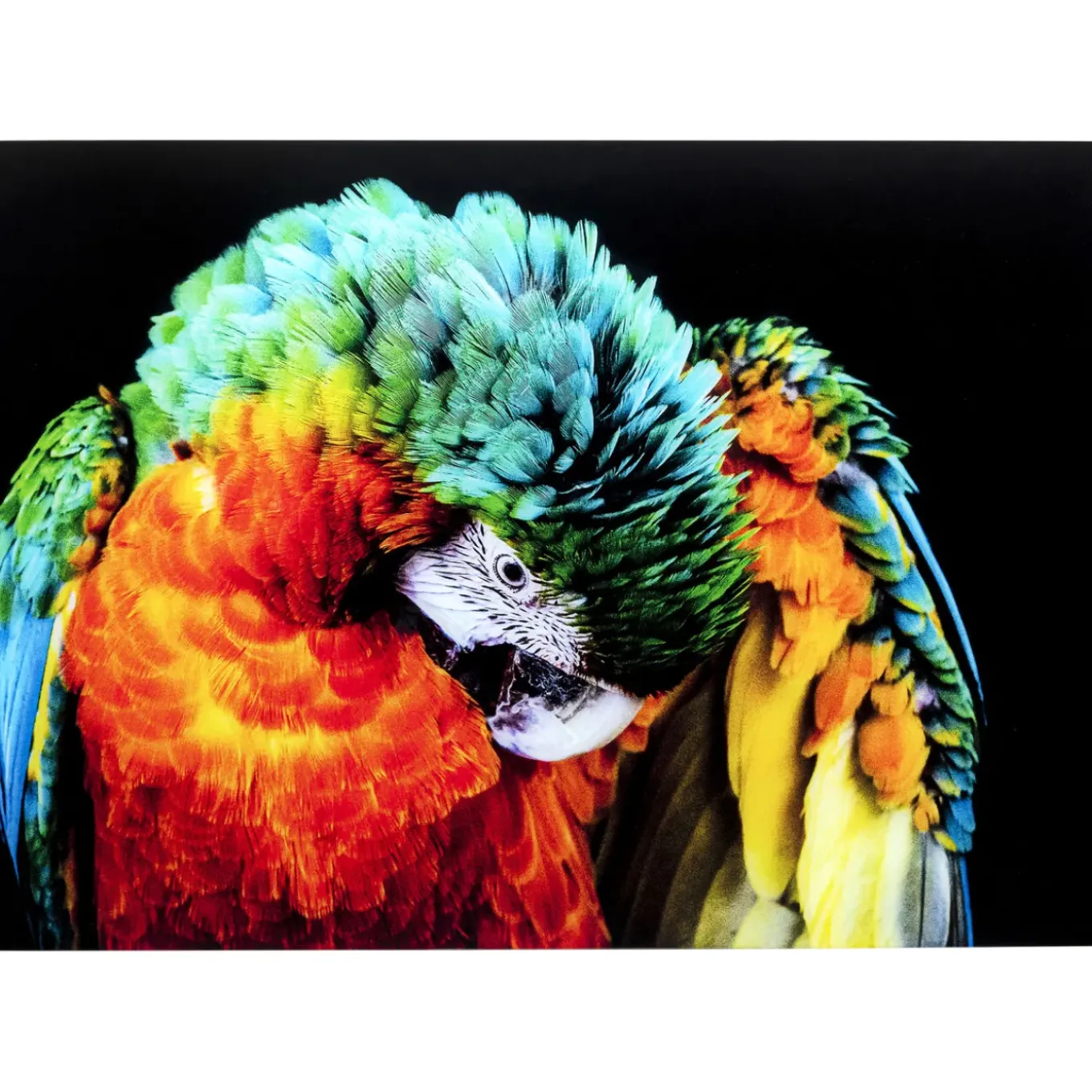 Tableau En Verre Tropical Parrot 120X80Cm