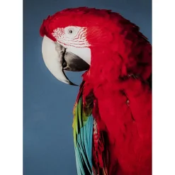 Tableau En Verre Twin Parrot 80X120Cm