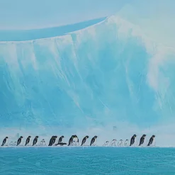 Tableau Encadre Walking Penguins 140X140Cm
