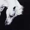 Tableau Frame Alu Proud Horse 100X100Cm