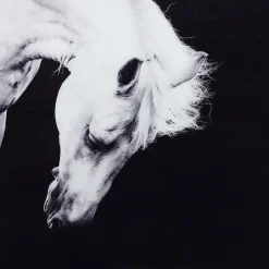 Tableau Frame Alu Proud Horse 100X100Cm