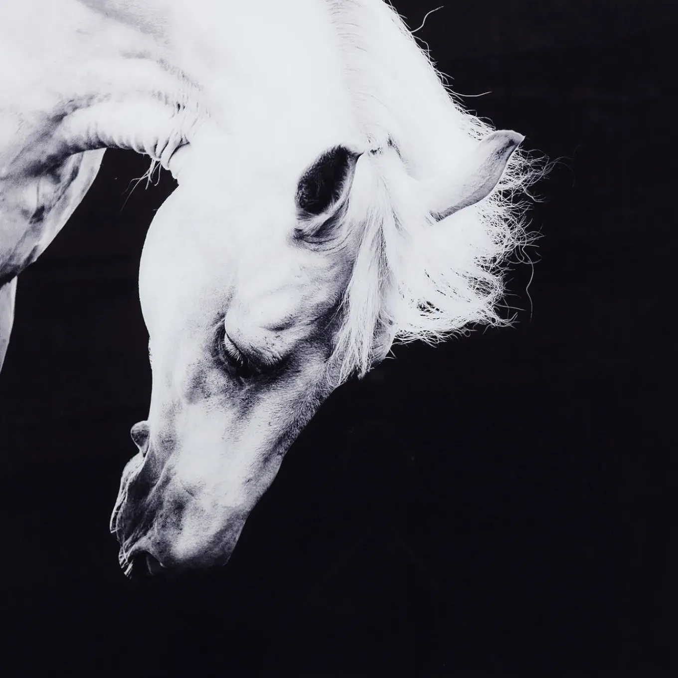 Tableau Frame Alu Proud Horse 100X100Cm