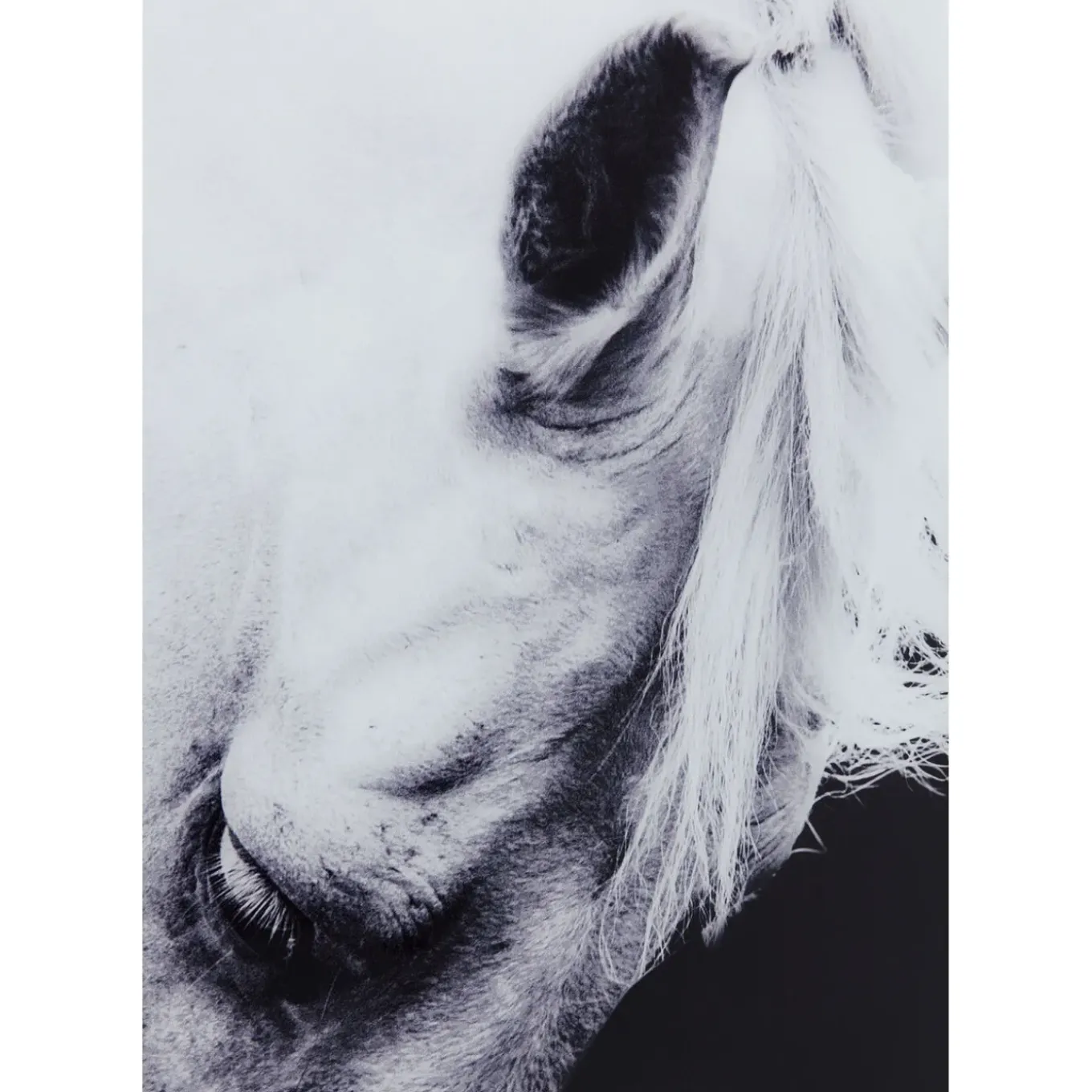 Tableau Frame Alu Proud Horse 100X100Cm